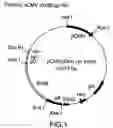 Fig. 02 - Immunizing Against HIV Infection