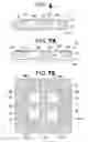 Fig. 07 - CONTROL OF DRUG RELEASE BY TRANSIENT MODIFICATION OF LOCAL MICROENVIRONMENTS