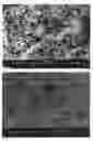 Fig. 01 - Aerated fat-continuous products