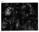 Fig. 09 - Mesoporous Silica And Production Method Thereof