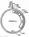 Fig. 01 - Compositions and methods for detecting compounds to treat a neurological disorder