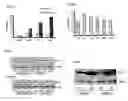 Fig. 07 - Compositions and methods for detecting compounds to treat a neurological disorder