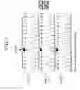 Fig. 07 - NESTED PCR-BASED METHOD FOR SPECIFIC GENOTYPING OF THE FC GAMMA RECEPTOR IIIA GENE