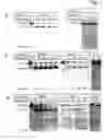 Fig. 02 - Mutated anthrax toxin protective antigen proteins that specifically target cells containing high amounts of cell-surface metalloproteinases or plasminogen activator receptors