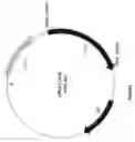 Fig. 10 - Discovery, Cloning and Purification of Thermococccus sp. (Strain 9 Degrees N-7) Dna Ligase