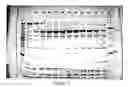 Fig. 13 - Discovery, Cloning and Purification of Thermococccus sp. (Strain 9 Degrees N-7) Dna Ligase