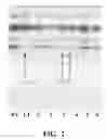 Fig. 03 - Recombinant constructs and their use in reducing gene expression