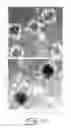Fig. 02 - Multipotent stem cells from peripheral tissues and uses thereof