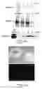 Fig. 08 - Multipotent stem cells from peripheral tissues and uses thereof