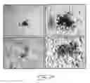 Fig. 22 - Multipotent stem cells from peripheral tissues and uses thereof