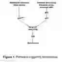 Fig. 02 - Inducing Premature Senescence to Stabilize Stem Cell Feeder Layer Cells