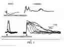 Fig. 02 - METHOD FOR TREATING CENTRAL PAIN SYNDROM OR FOR INDUCING CENTRALLY GENERATED PAIN IN AN ANIMAL MODEL