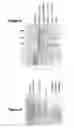 Fig. 07 - Recombinant gelatins