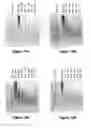Fig. 08 - Recombinant gelatins