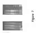 Fig. 08 - METHOD FOR ISOLATION OF GENOMIC DNA, RNA AND PROTEINS FROM A SINGLE SAMPLE