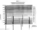 Fig. 04 - Transfection reagents