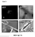 Fig. 04 - Control of Gene Expression in Plants