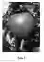 Fig. 02 - Apple tree named 'Cauflight'