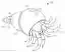 Fig. 01 - Caring shell for hermit crab