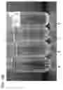 Fig. 35 - Composite coatings for whisker reduction