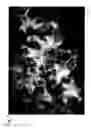 Fig. 08 - Group III nitride compound semiconductor stacked structure