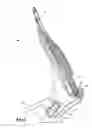 Fig. 07 - Blockless highback binding
