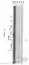 Fig. 09 - Liquid transporting apparatus and piezoelectric actuator