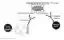 Fig. 01 - Anticoagulation Agent and Uses Thereof