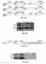 Fig. 02 - VIRAL VECTOR-BASED GENE THERAPY METHODS AND COMPOSITIONS