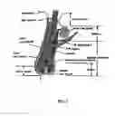 Fig. 02 - ANGIOGENICALLY INDUCED TRANSPLANTS AND METHODS FOR THEIR USE AND MANUFACTURE