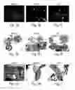 Fig. 02 - ENDOTHELIAL PROGENITOR CELLS AND METHODS OF USE THEREOF
