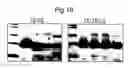 Fig. 22 - POLYPEPTIDES, ANTIBODY VARIABLE DOMAINS & ANTAGONISTS