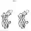Fig. 09 - Binding moieties based on shark ignar domains