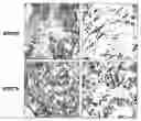 Fig. 01 - Methods and compositions for modulating and detecting wisp activity