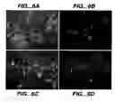 Fig. 07 - Methods and compositions for modulating and detecting wisp activity