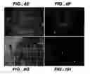 Fig. 08 - Methods and compositions for modulating and detecting wisp activity