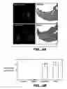 Fig. 11 - Methods and compositions for modulating and detecting wisp activity