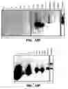 Fig. 20 - Methods and compositions for modulating and detecting wisp activity