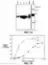 Fig. 22 - Methods and compositions for modulating and detecting wisp activity