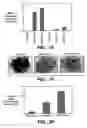 Fig. 26 - Methods and compositions for modulating and detecting wisp activity
