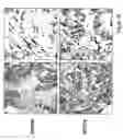 Fig. 37 - Methods and compositions for modulating and detecting wisp activity
