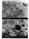 Fig. 02 - MOLDABLE BIOMATERIAL FOR BONE REGENERATION