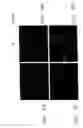 Fig. 06 - BIOACTIVE COATING FOR MEDICAL DEVICES