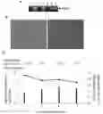 Fig. 01 - Compositions and Methods for Generation of Infectious Hepatitis C Virus in Immortalized Human Hepatocytes