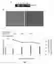 Fig. 06 - Compositions and Methods for Generation of Infectious Hepatitis C Virus in Immortalized Human Hepatocytes