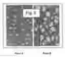 Fig. 03 - Methods for the generation of cartilage-like material by mechanical loading