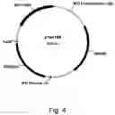 Fig. 06 - Polypeptides having endoglucanase activity and polynucleotides encoding same