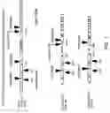 Fig. 02 - OPTIMIZED MESSENGER RNA