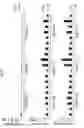 Fig. 09 - Application of RNA Interference Targeting DHFR Gene, to Cell for Protein Production