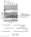 Fig. 07 - Cell-type specific aptamer-siRNA delivery system for HIV-1 Therapy